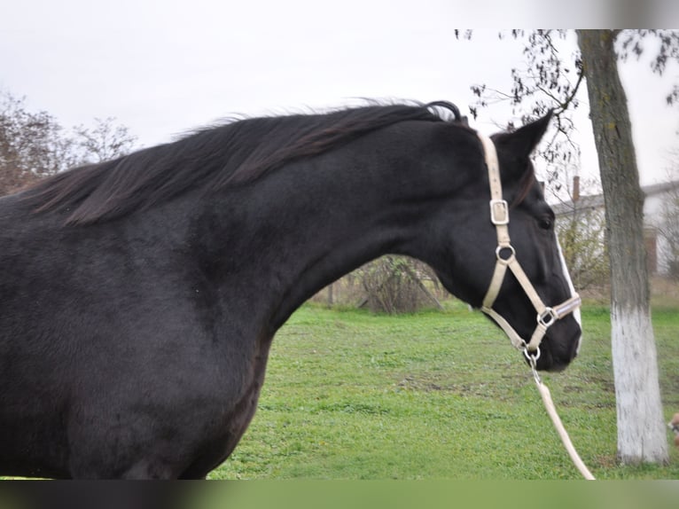 German Sport Horse Stallion 2 years 16,1 hh in Kecskemét