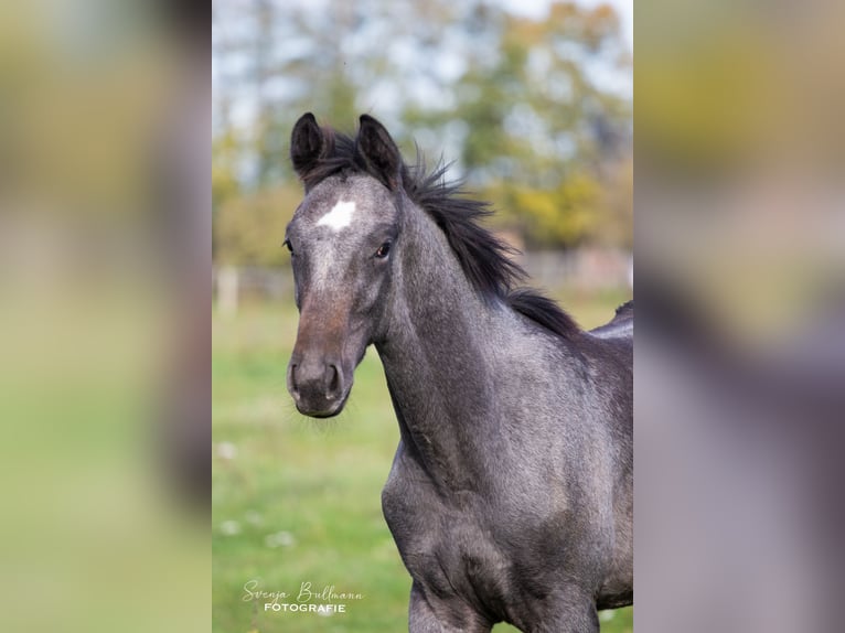 German Sport Horse Stallion 2 years 16,1 hh Gray-Dark-Tan in Mellensee