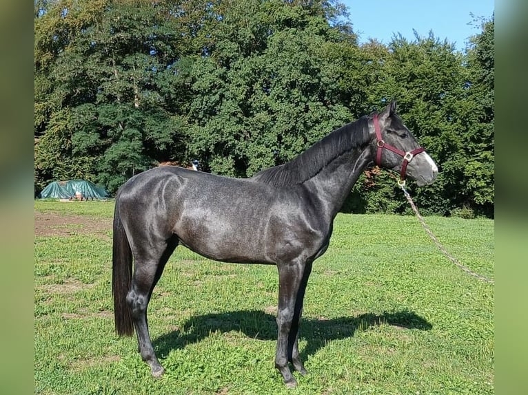 German Sport Horse Stallion 2 years 16.1 hh Grey-Dark-Tan in Traunstein