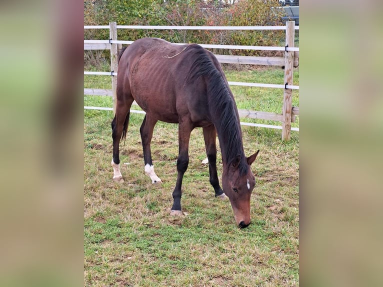 German Sport Horse Stallion 2 years 16,2 hh Brown in Greding