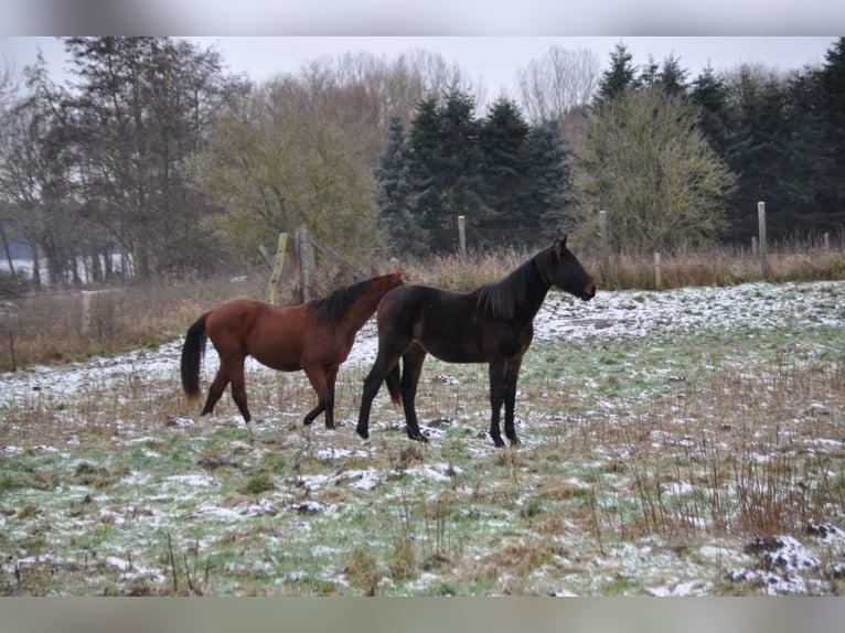 German Sport Horse Stallion 2 years 16,3 hh Bay-Dark in Burgstall