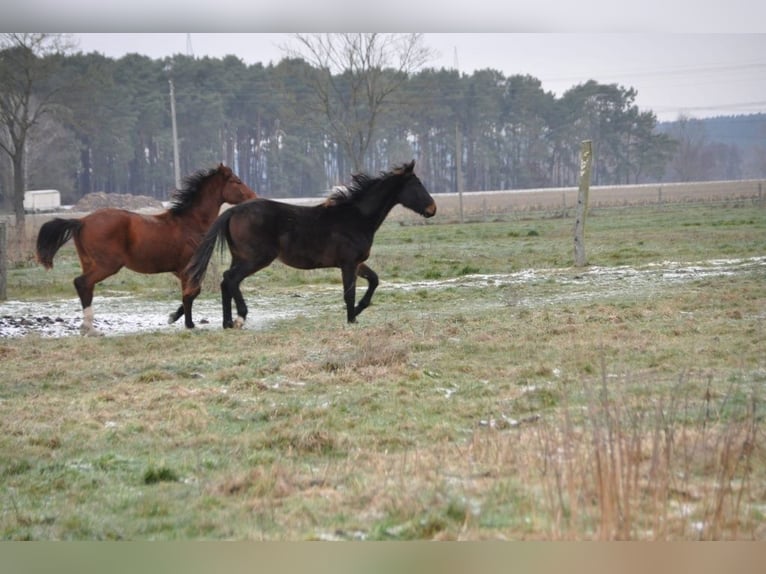 German Sport Horse Stallion 2 years 16,3 hh Bay-Dark in Burgstall