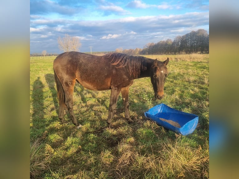 German Sport Horse Stallion 2 years 16,3 hh Bay-Dark in Burgstall