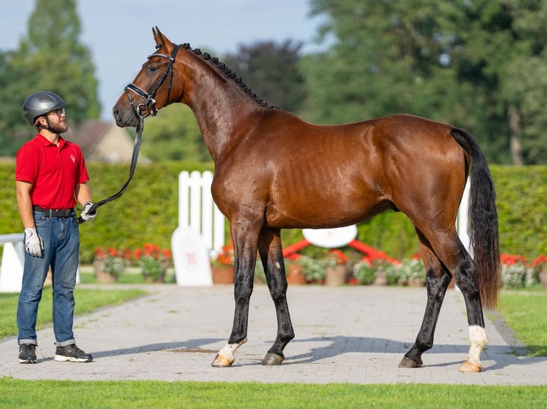 German Sport Horse Stallion 2 years 16 hh Brown in Münster-Handorf