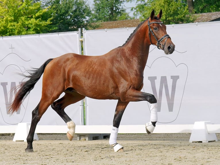 German Sport Horse Stallion 2 years 16 hh Brown in Münster-Handorf