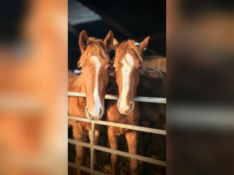 German Sport Horse Stallion 2 years 16 hh Chestnut-Red in Viöl