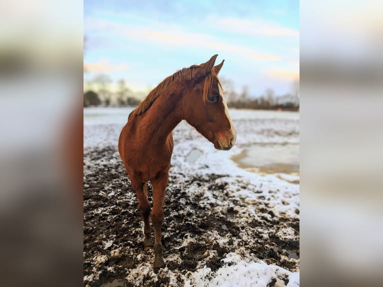 German Sport Horse Stallion 2 years 16 hh Chestnut-Red in Viöl