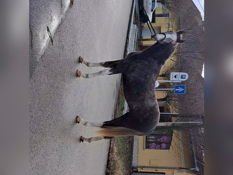 German Sport Horse Stallion 2 years 16 hh Chestnut-Red in Bekescsaba