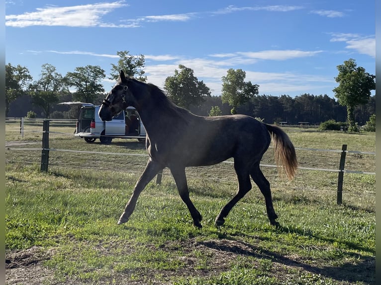 German Sport Horse Stallion 2 years 16 hh Gray in Löwenberger Land