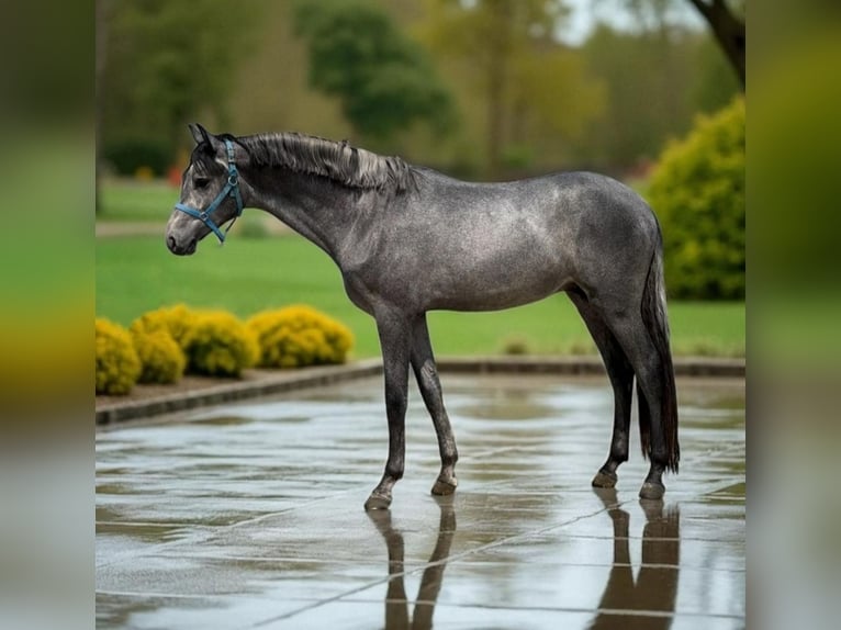 German Sport Horse Stallion 2 years 16 hh Grey in Medz.