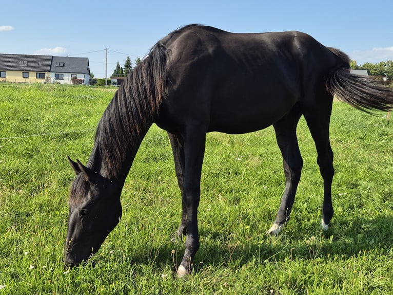 German Sport Horse Stallion 2 years 16,1 hh Black in Hainichen