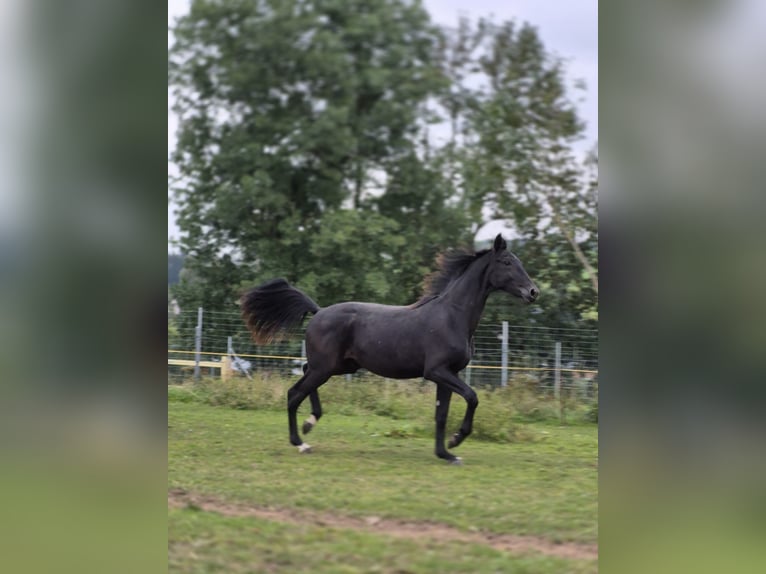 German Sport Horse Stallion 2 years 16,1 hh Black in Hainichen