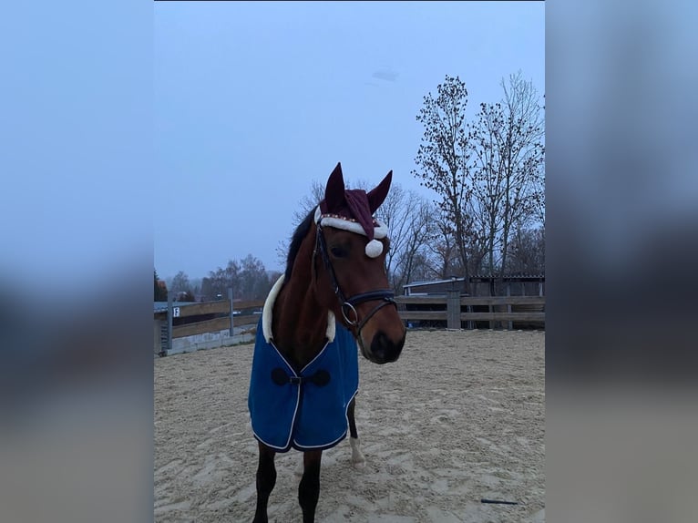 German Sport Horse Stallion 2 years 16,1 hh Brown in Hainichen