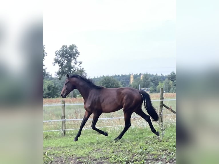 German Sport Horse Stallion 2 years 16,1 hh Brown in L&#xF6;wenberger LandNassenheide