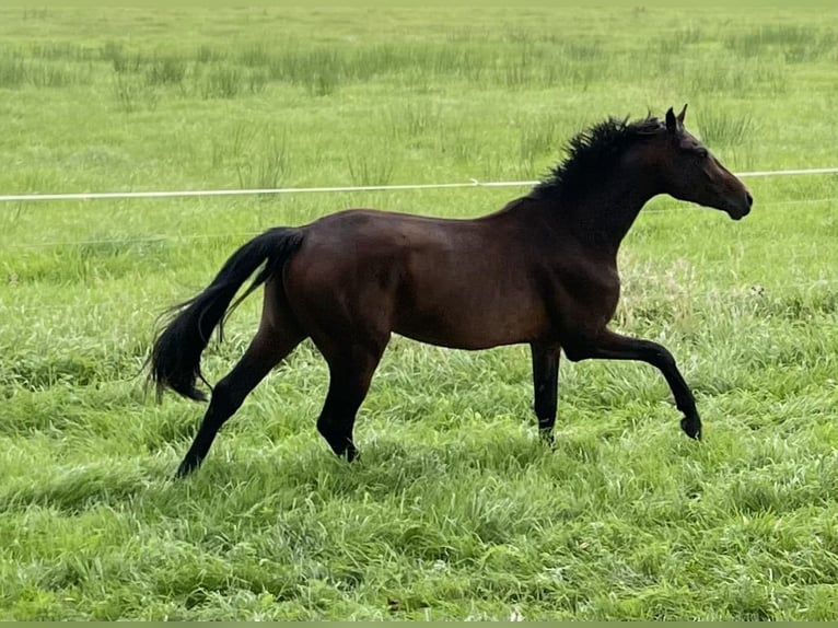 German Sport Horse Stallion 2 years 16,1 hh Brown in L&#xF6;wenberger LandNassenheide