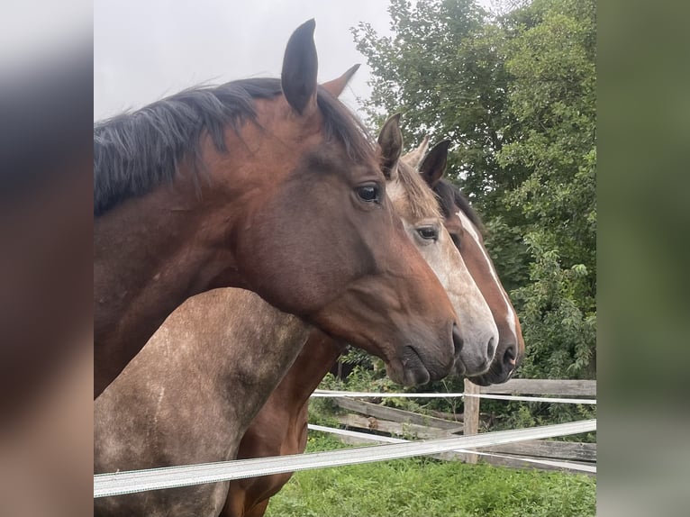 German Sport Horse Stallion 2 years 16,1 hh Brown in L&#xF6;wenberger LandNassenheide