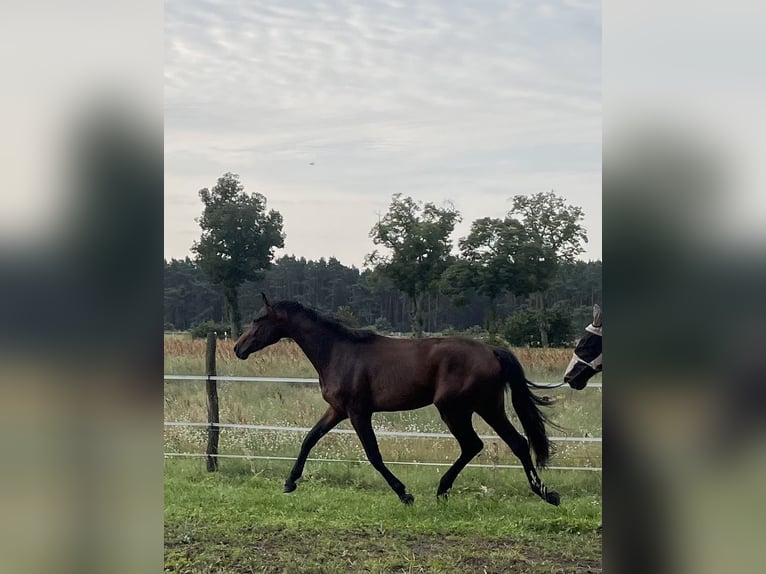 German Sport Horse Stallion 2 years 16,1 hh Brown in L&#xF6;wenberger LandNassenheide