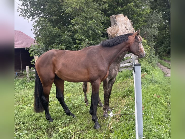 German Sport Horse Stallion 2 years 16,1 hh Brown in L&#xF6;wenberger LandNassenheide