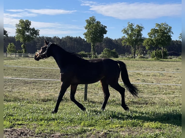 German Sport Horse Stallion 2 years 16,2 hh Bay-Dark in Löwenberger Land