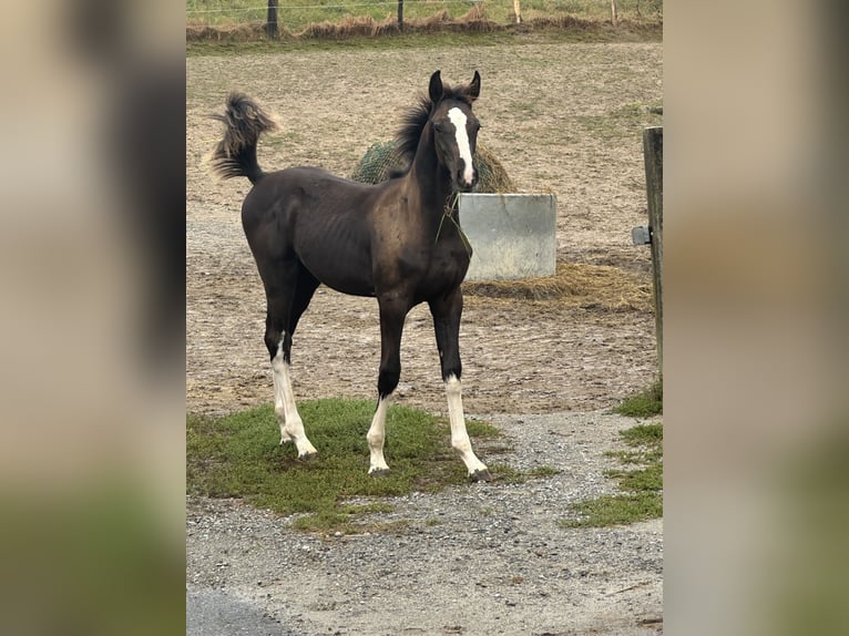 German Sport Horse Stallion 2 years 16,2 hh Black in Tiefenbach