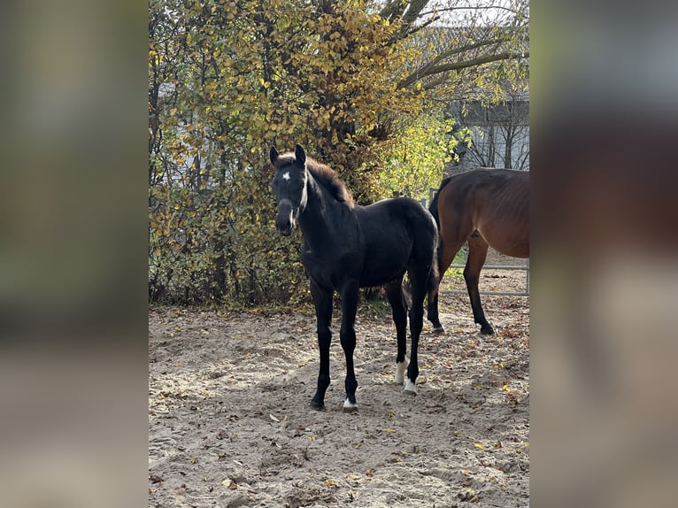 German Sport Horse Stallion 2 years 16,2 hh Black in Sitzenroda