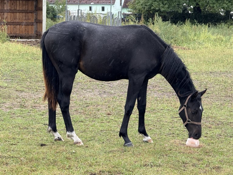 German Sport Horse Stallion 2 years 16,2 hh Black in Sitzenroda