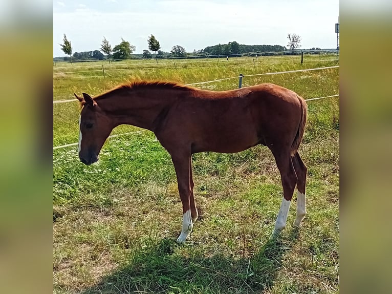 German Sport Horse Stallion 2 years 16,2 hh Chestnut-Red in Milower Land