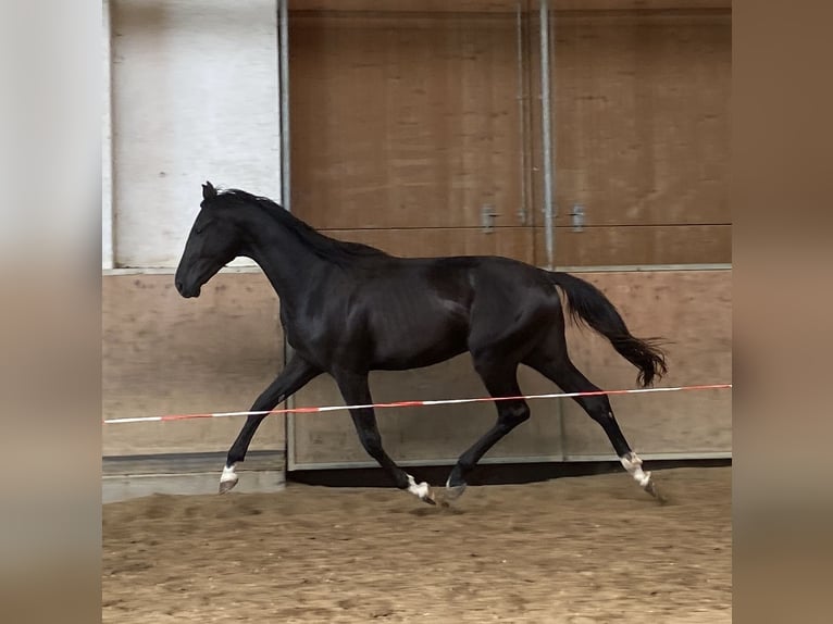 German Sport Horse Stallion 2 years 16,2 hh in Gomadingen