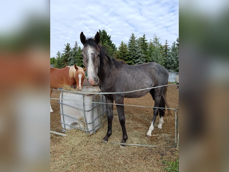 German Sport Horse Stallion 2 years 16,2 hh Grey in Dannigkow