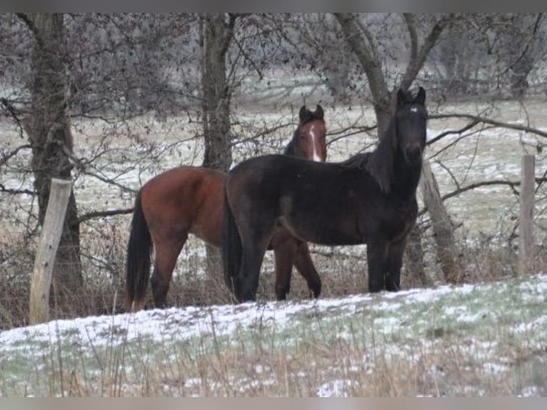 German Sport Horse Stallion 2 years 16,3 hh Brown in Burgstall