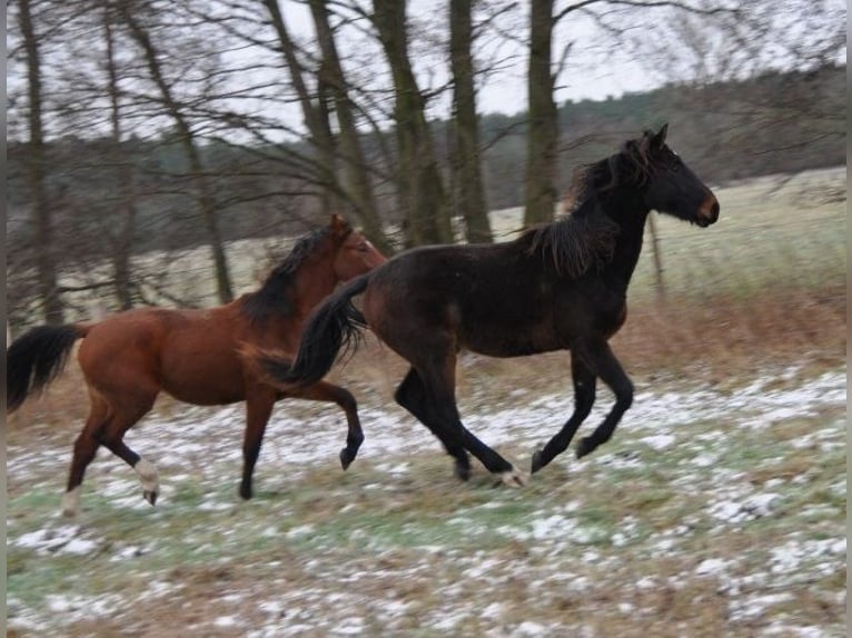 German Sport Horse Stallion 2 years 16,3 hh Brown in Burgstall