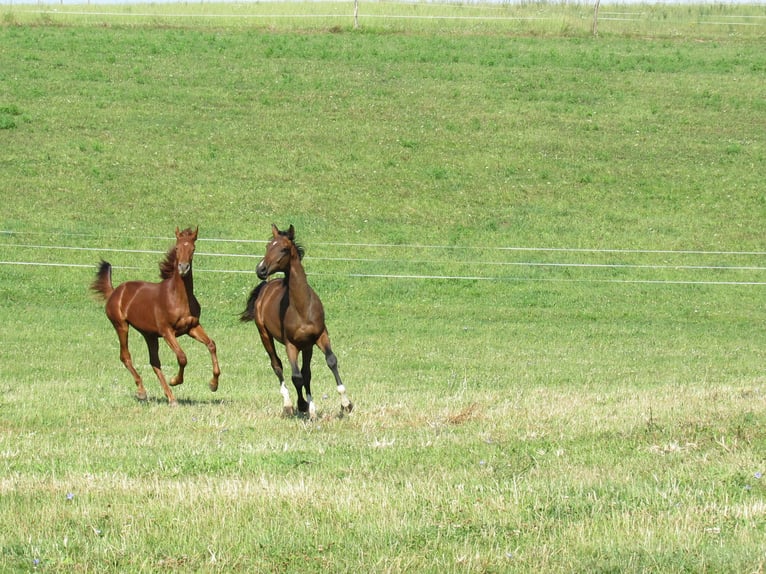 German Sport Horse Stallion 2 years 16,3 hh Chestnut-Red in Querfurt