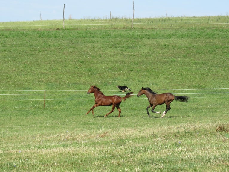 German Sport Horse Stallion 2 years 16,3 hh Chestnut-Red in Querfurt
