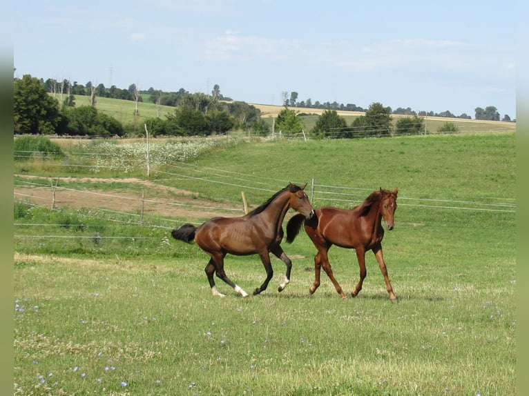 German Sport Horse Stallion 2 years 16,3 hh Chestnut-Red in Querfurt