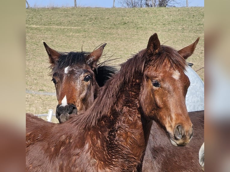 German Sport Horse Stallion 2 years 16,3 hh Chestnut-Red in Querfurt