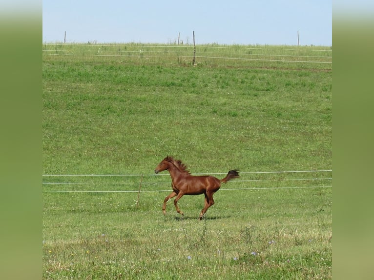 German Sport Horse Stallion 2 years 16,3 hh Chestnut-Red in Querfurt German Sport Horse Stallion 2 years 16,3 hh Chestnut-Red in Querfurt