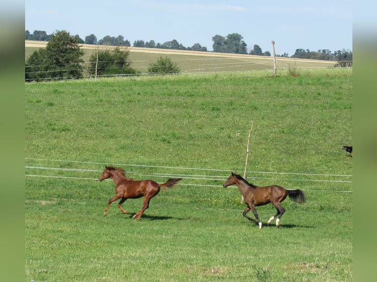 German Sport Horse Stallion 2 years 16,3 hh Chestnut-Red in Querfurt
