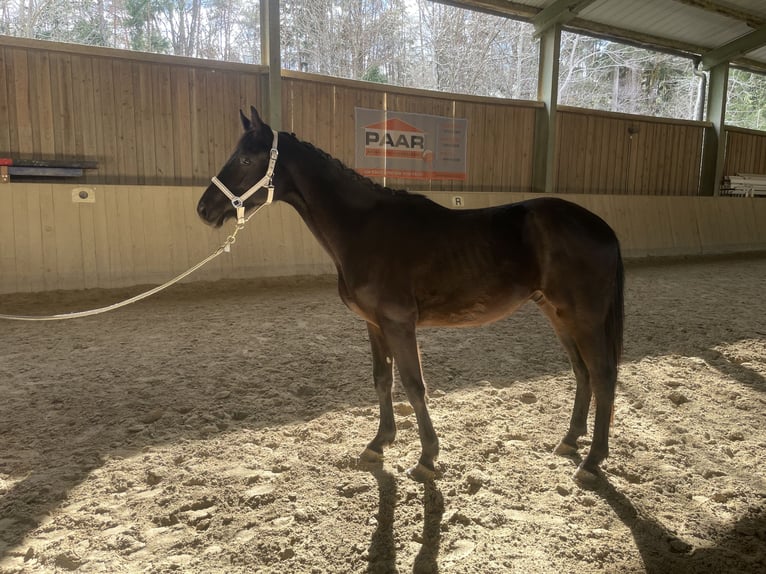 German Sport Horse Stallion 2 years 17 hh Black in Takern II