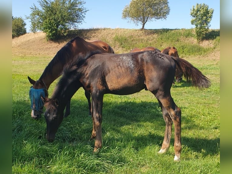 German Sport Horse Stallion 2 years 17 hh Black in Hainichen