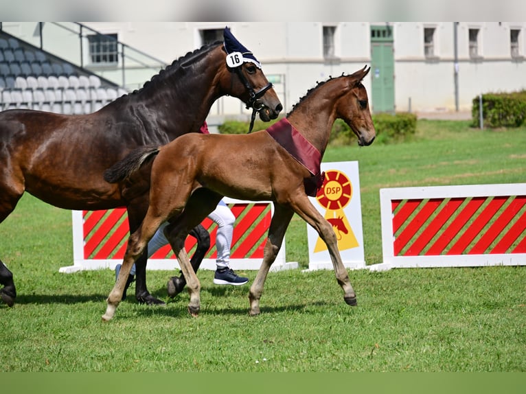 German Sport Horse Stallion 2 years 17 hh Brown in Arendsee