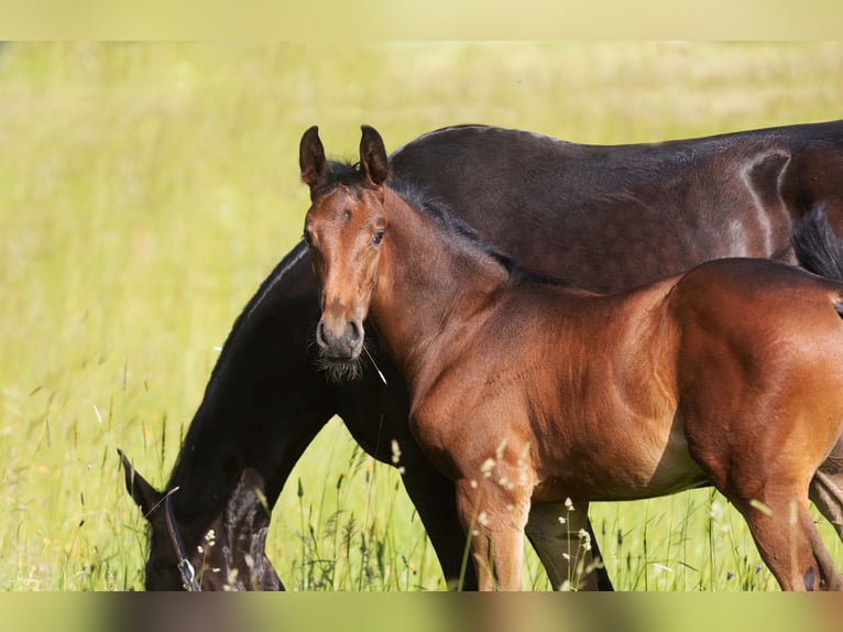 German Sport Horse Stallion 2 years 17 hh Brown in Reith