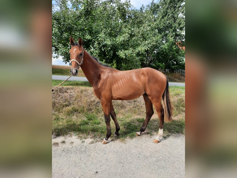 German Sport Horse Stallion 2 years 17 hh Brown in Ilmtal-Weinstraße