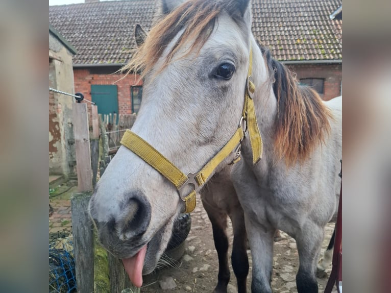 German Sport Horse Stallion 2 years 17 hh Grey in Helmstedt