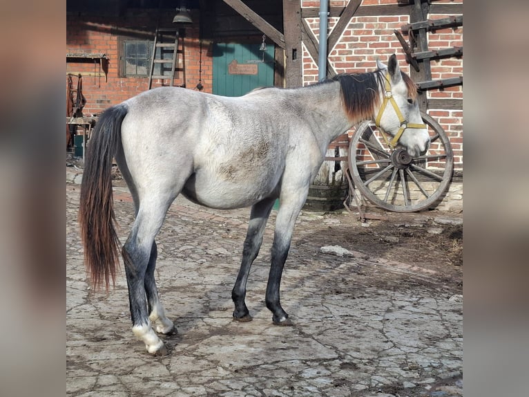 German Sport Horse Stallion 2 years 17 hh Grey in Helmstedt
