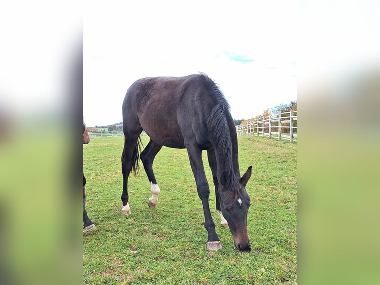 German Sport Horse Stallion 2 years 17 hh Smoky-Black in Greding