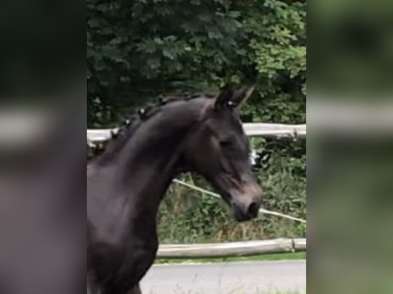 German Sport Horse Stallion 2 years Bay-Dark in Werbelow