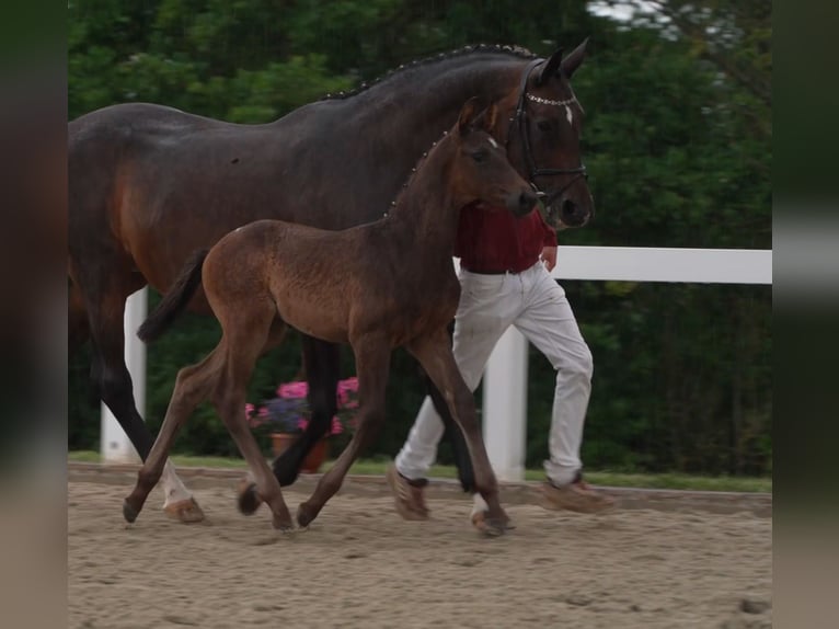 German Sport Horse Stallion 2 years Bay-Dark in Saalfeld
