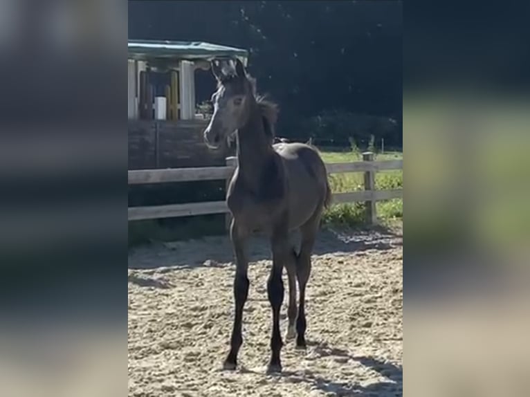 German Sport Horse Stallion 2 years Grey in Bad K&#xF6;nig