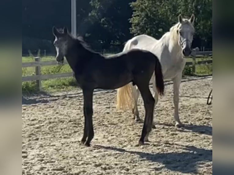 German Sport Horse Stallion 2 years Grey in Bad K&#xF6;nig