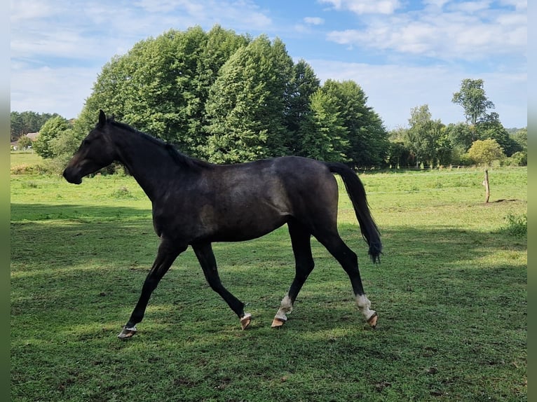 German Sport Horse Stallion 2 years Grey in Steinh&#xF6;fel